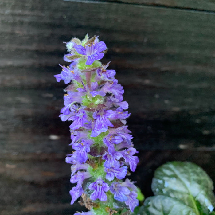Bugle Weed, Black Scallop Bugle Weed