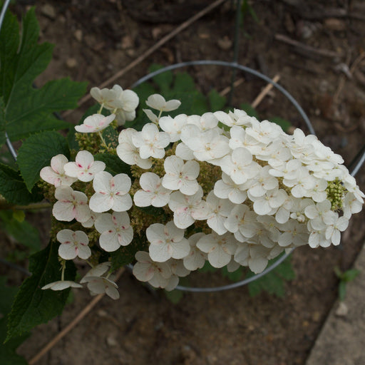 Hydrangea, Ruby Slippers Oakleaf Hydrangea
