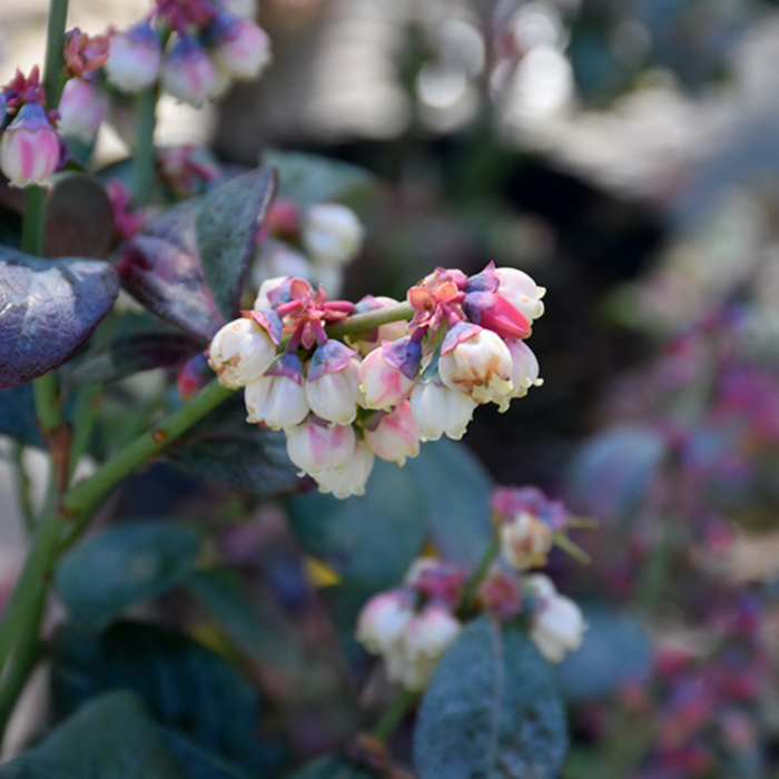 Blueberry, Pink Icing - Half Highbush, 2 gal (15-18 in.)