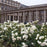Rose, Eden Climber® White Rose