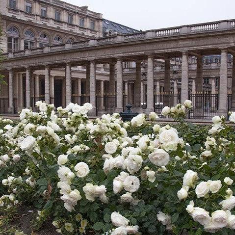 Rose, Eden Climber® White Rose