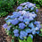 Hydrangea macrophylla 'SMNHMTB' PP35,317  - Let's Dance® Loveable® Hydrangea