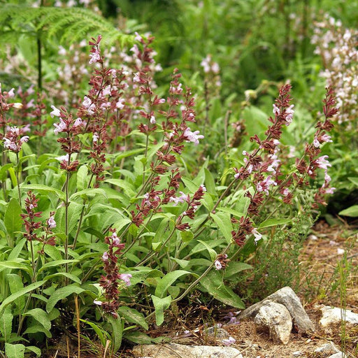 Sage, Garden Sage