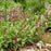 Sage, Garden Sage