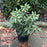 Rhododendron, English Roseum Rhododendron