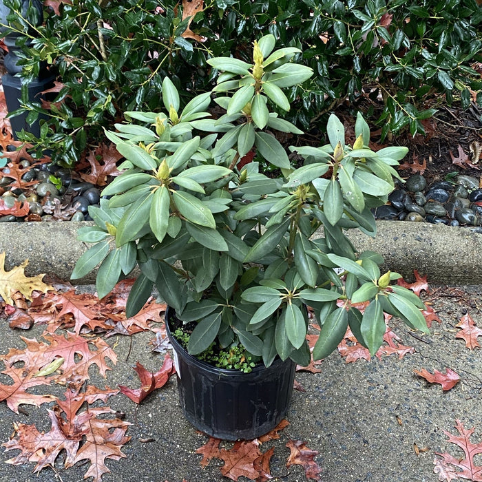 Rhododendron, English Roseum Rhododendron