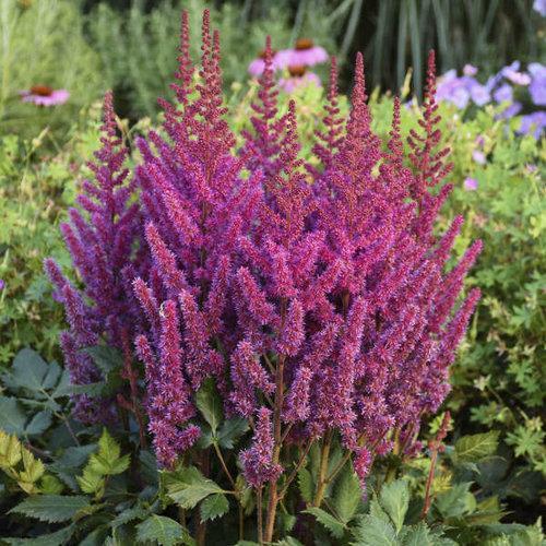 Astilbe, Visions Chinese Astilbe, False Goat's Beard
