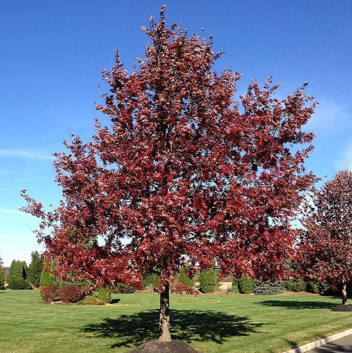 Oak, Scarlet Oak
