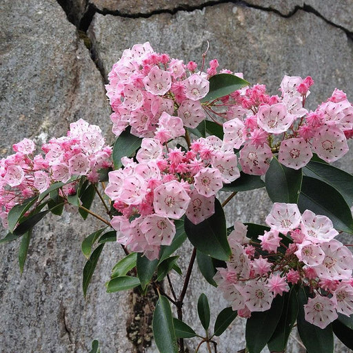Mountain Laurel, Good Show Mountain Laurel