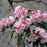 Mountain Laurel, Good Show Mountain Laurel