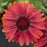 Blanket Flower, Arizona Red Shades Blanket Flower