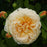 Rose, Teasing Georgia® Rose