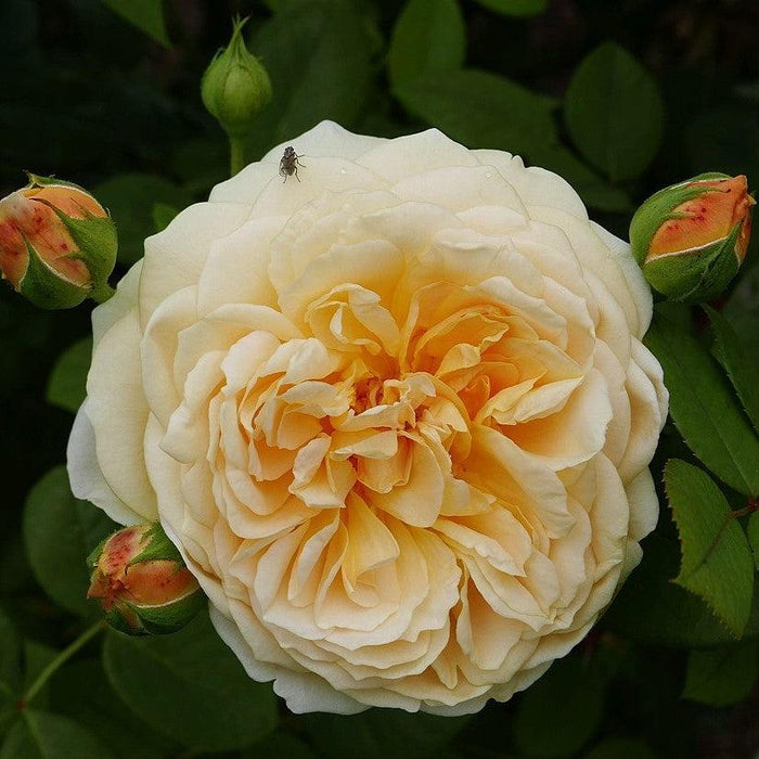 Rose, Teasing Georgia® Rose