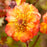 Avens, Tempo™ Fiesta Avens