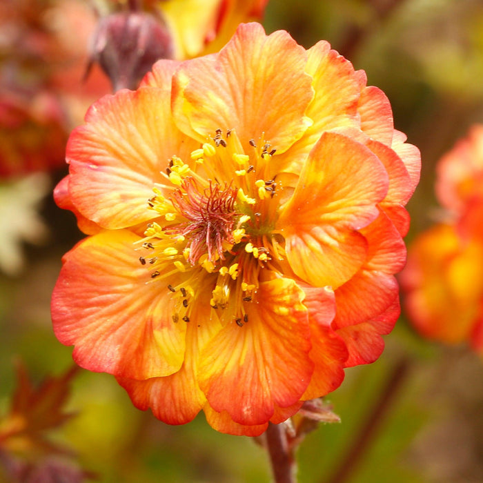 Avens, Tempo™ Fiesta Avens