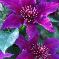 Clematis, Fleur™ Clematis