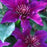 Clematis, Fleur™ Clematis