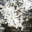 Magnolia, Royal Star Magnolia