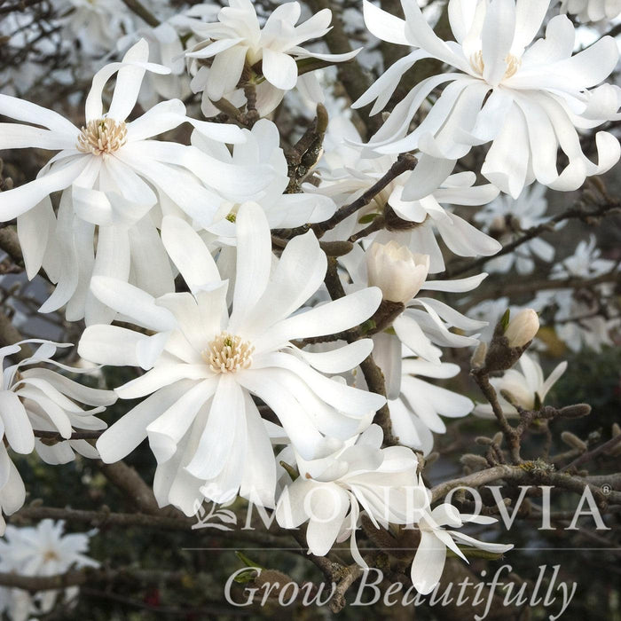 Magnolia, Royal Star Magnolia