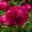 Peony, Karl Rosenfield Peony