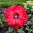 Hibiscus, Summerific® Valentine Crush Hibiscus