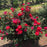 Rose, Cinnamon Hearts Rose