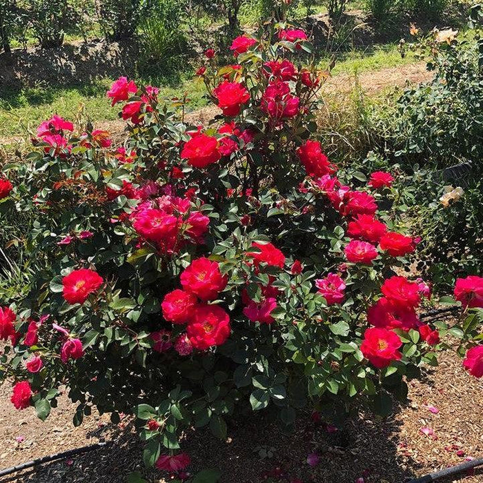 Rose, Cinnamon Hearts Rose