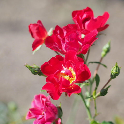 Rose, Red Drift® Rose