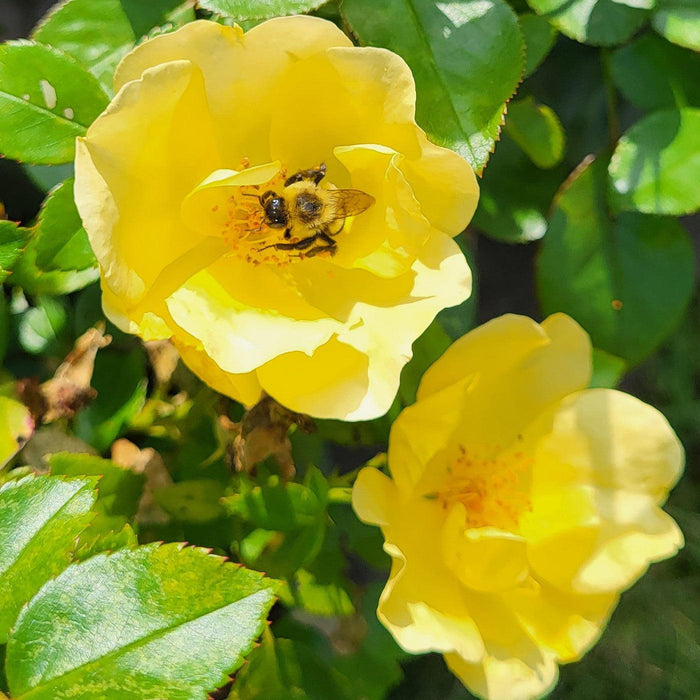 Rose, Easy Bee-zy™ Knock Out® Rose