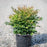 Bamboo, Gulf Stream Heavenly Bamboo