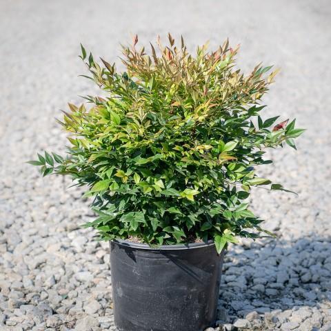 Bamboo, Gulf Stream Heavenly Bamboo