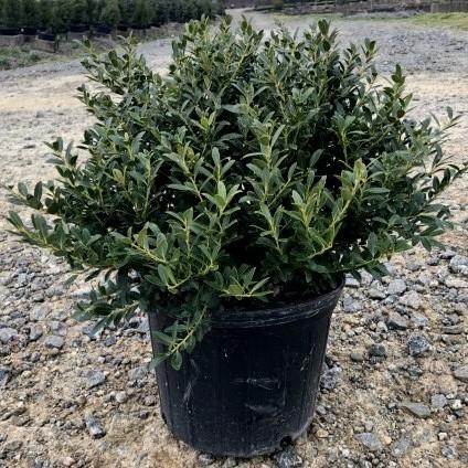 Holly, Hoogendorn Holly