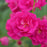 Rose, Oso Easy Peasy® Rose