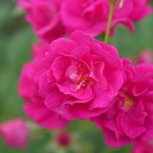 Rose, Oso Easy Peasy® Rose