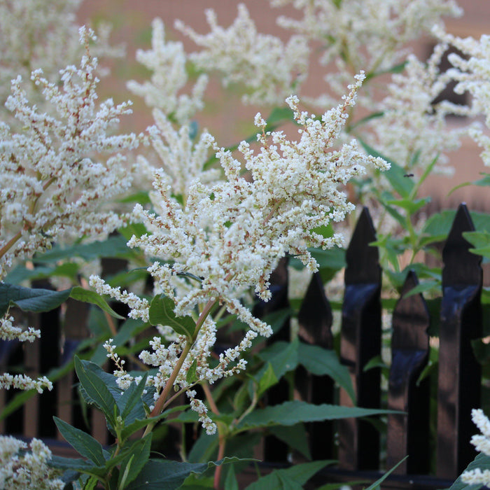 Astilbe, Bridal Veil Astilbe