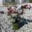 Hellebore, FrostKiss™ Penny's Pink® Lenten Rose
