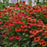 Coneflower, Artisan™ Red Ombre Coneflower