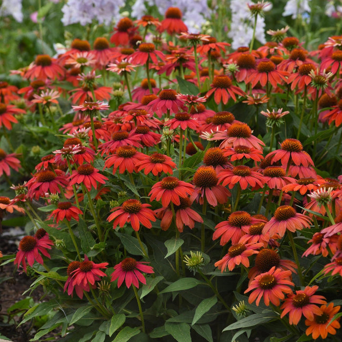 Coneflower, Artisan™ Red Ombre Coneflower