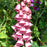 Foxglove, Strawberry Foxglove