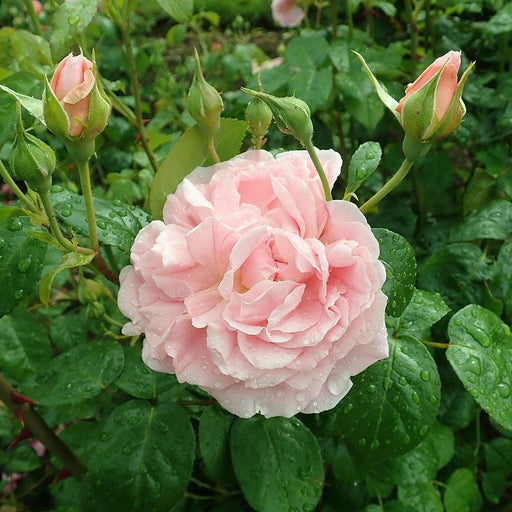 Rosa 'Ausrimini'  - Strawberry Hill® Climbing Rose