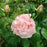 Rosa 'Ausrimini'  - Strawberry Hill® Climbing Rose