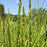 Sedge, Fox Sedge