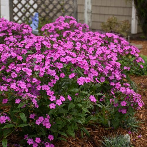 Phlox, Cloudburst Phlox