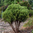 Arborvitae, Hetz Midget Arborvitae, Mini Arborvitae