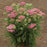 Yarrow, Pink Grapefruit Yarrow