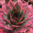 Sempervivum, Chick Charms® Autumn Apple Hens and Chicks