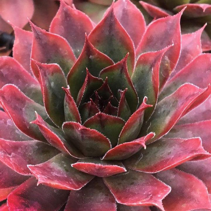 Sempervivum, Chick Charms® Autumn Apple Hens and Chicks