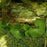 Wild Ginger