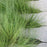 Sedge, Pennsylvania Sedge
