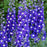 Delphinium,  Delgenius™ Blue Fabulosa Delphinium